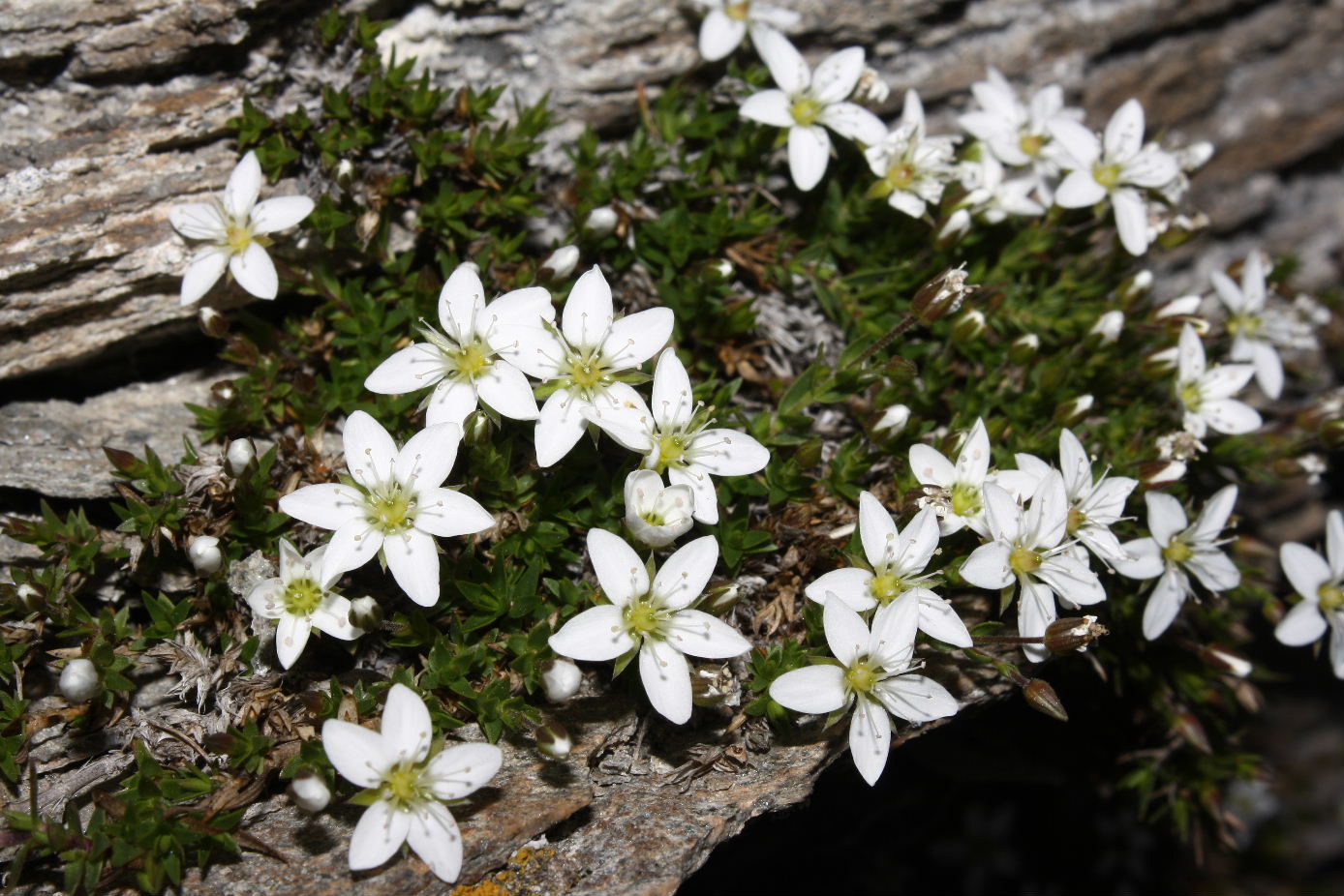 Facchinia (=Minuartia) rupestris e Campanula alpestris